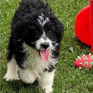 Aussiedoodle Puppy Lila
