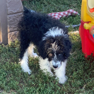 Aussiedoodle Puppy Lila