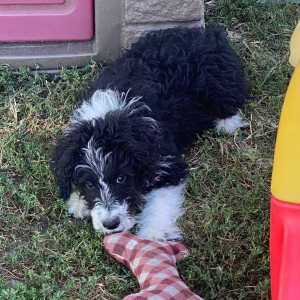 Aussiedoodle Puppy Lila