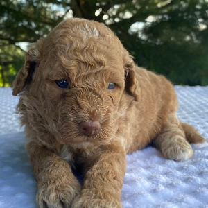 Labradoodle Puppy Katie