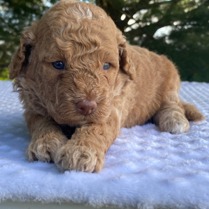 Labradoodle Puppy Katie