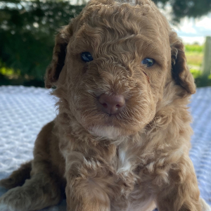Labradoodle Puppy Katie
