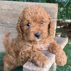 Labradoodle Puppy Katie