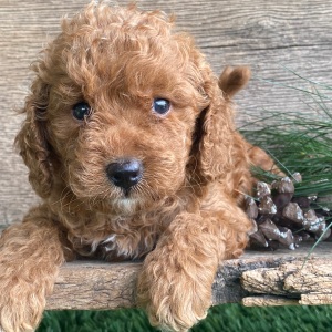 Labradoodle Puppy Katie