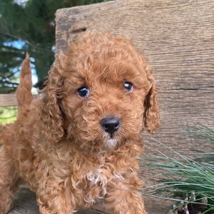 Labradoodle Puppy Katie