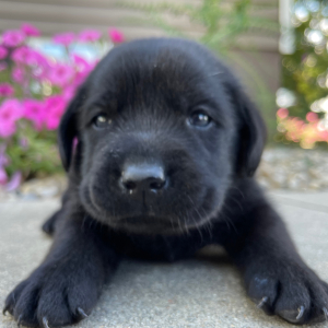 Labrador Retriever Puppy Lance
