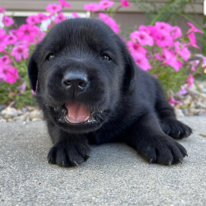 Labrador Retriever Puppy Lance
