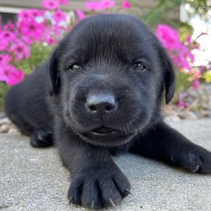 Labrador Retriever Puppy Lance