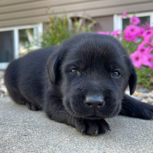 Labrador Retriever Puppy Lance