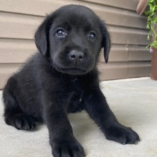 Labrador Retriever Puppy Lance