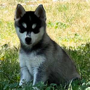 Pomsky Puppy Munchie