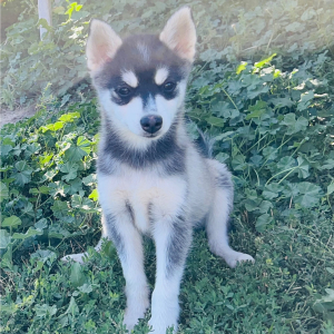 Pomsky Puppy Munchie