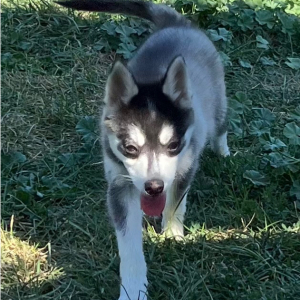 Pomsky Puppy Munchie