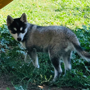 Pomsky Puppy Munchie
