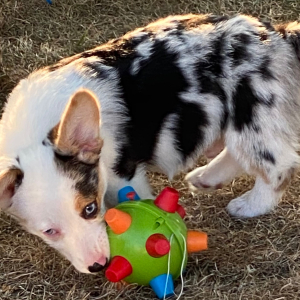 American Corgi Puppy Tuffy