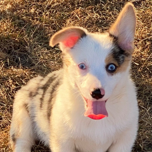 American Corgi Puppy Tuffy