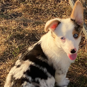 American Corgi Puppy Tuffy