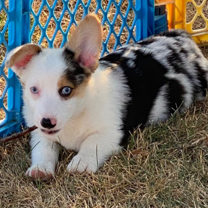 American Corgi Puppy Tuffy