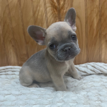 French Bulldog Puppy Cara