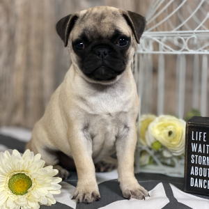 Pug Puppy Lulu