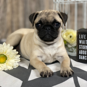 Pug Puppy Lulu