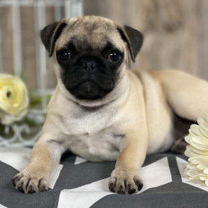 Pug Puppy Lulu