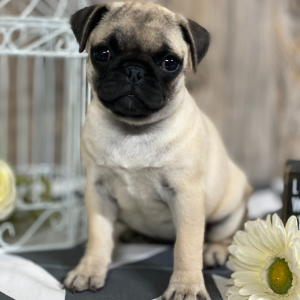 Pug Puppy Lulu