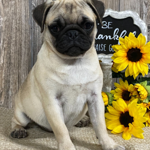 Pug Puppy Lulu