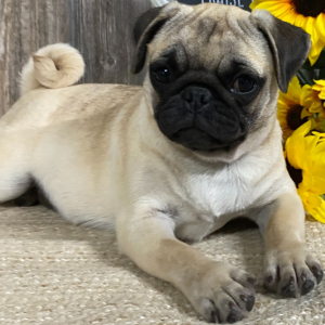 Pug Puppy Lulu