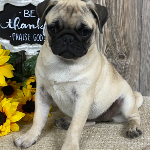 Pug Puppy Lulu