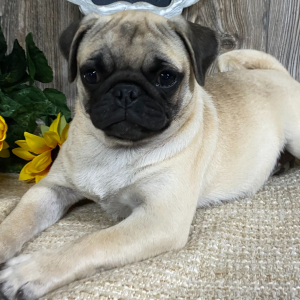Pug Puppy Lulu