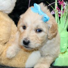 Goldendoodle Puppy Steffie