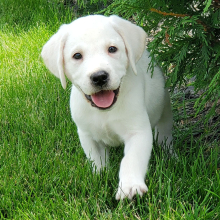 Labrador Retriever Puppy Wilson