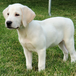 Labrador Retriever Puppy Wilson