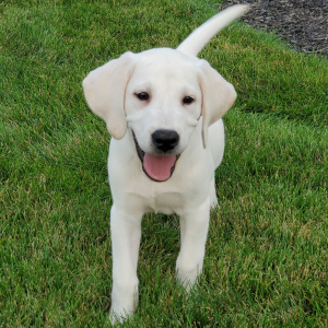 Labrador Retriever Puppy Wilson