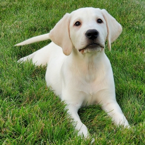 Labrador Retriever Puppy Wilson