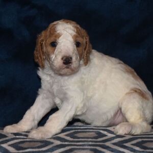 Poodle Puppy Taisley