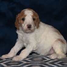 Poodle Puppy Taisley