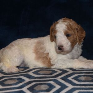 Poodle Puppy Taisley