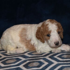 Poodle Puppy Taisley