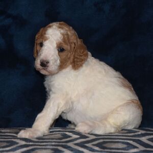 Poodle Puppy Taisley