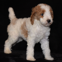Poodle Puppy Taisley