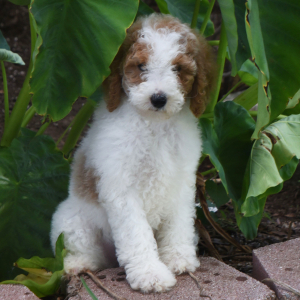 Poodle Puppy Taisley