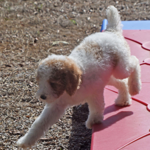 Poodle Puppy Taisley