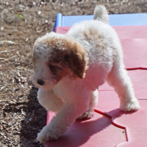 Poodle Puppy Taisley