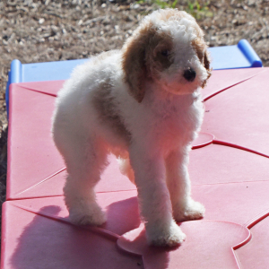 Poodle Puppy Taisley