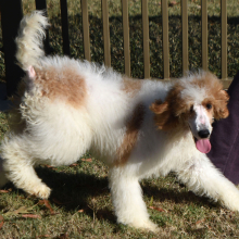 Poodle Puppy Taisley