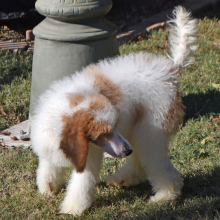 Poodle Puppy Taisley