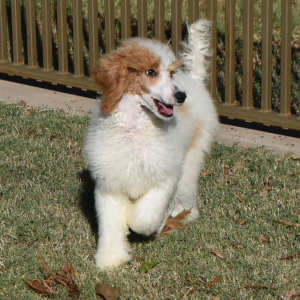 Poodle Puppy Taisley