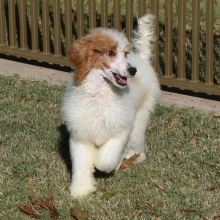 Poodle Puppy Taisley